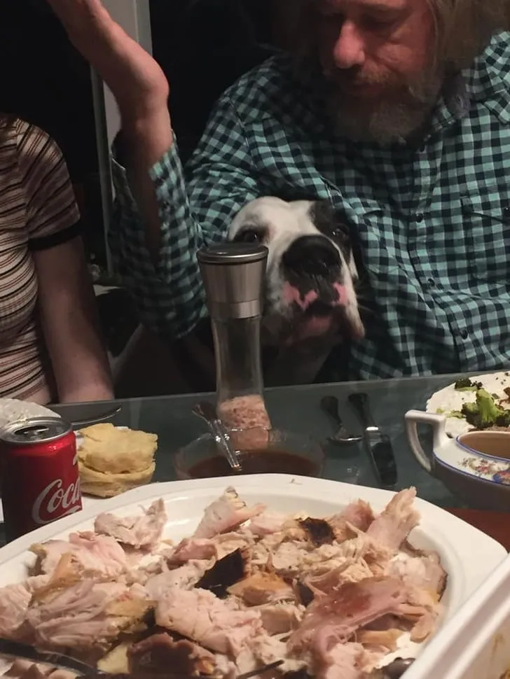 «Здрасьте, а что у вас тут такое вкусное?»