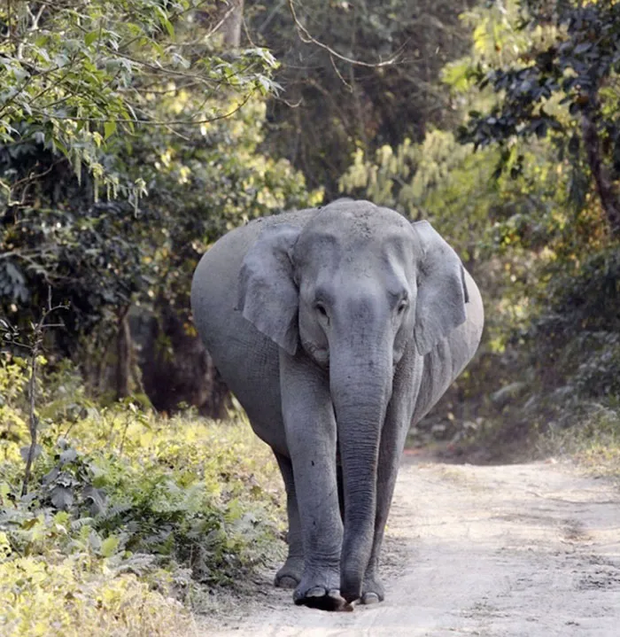 «У слонов самый большой период беременности. От 18 до 22 месяцев». 