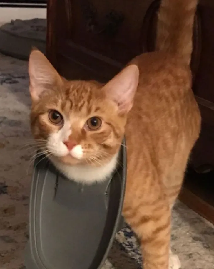 «Вот что бывает с тем, кто пытается забраться в контейнер, где хранится еда».