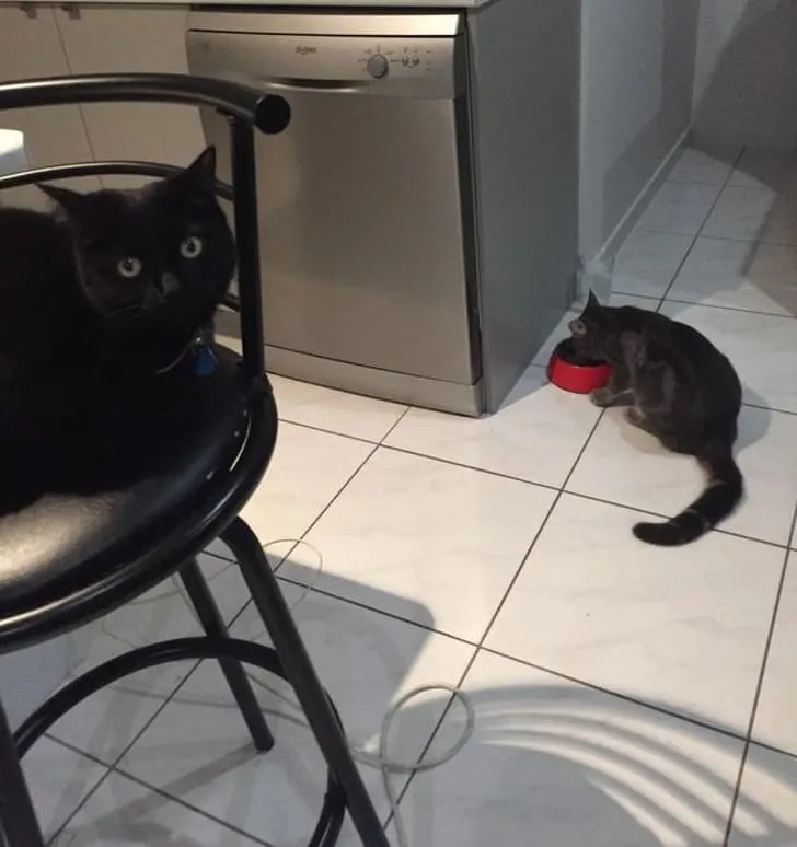  «Соседский кот только что зашел и начал есть корм моей кошки. Она в шоке».