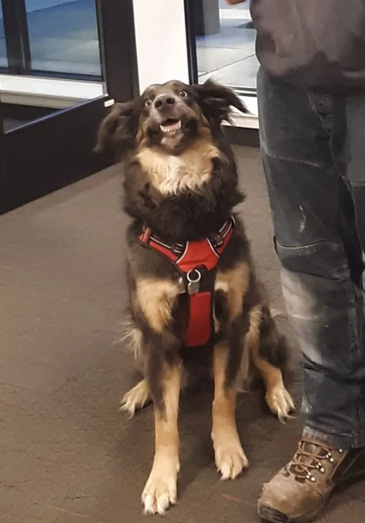 «Моя собака увидела, как кассир в магазине несет ей вкусняшку».