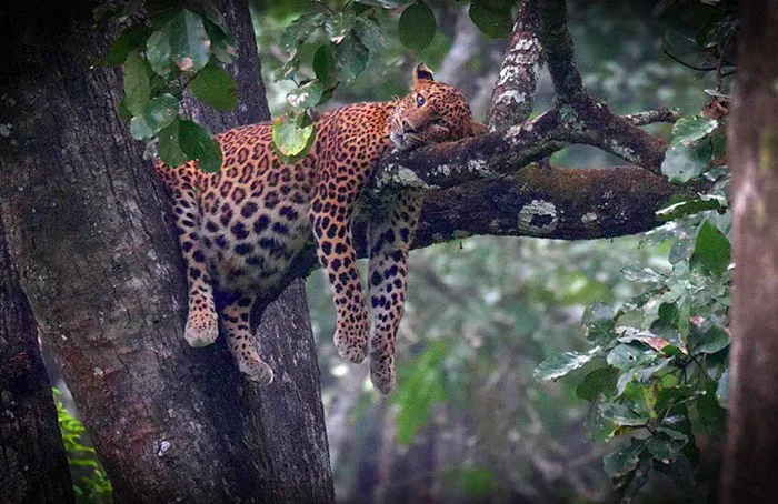 «Беременный леопард отдыхает в лесу Карнатака».