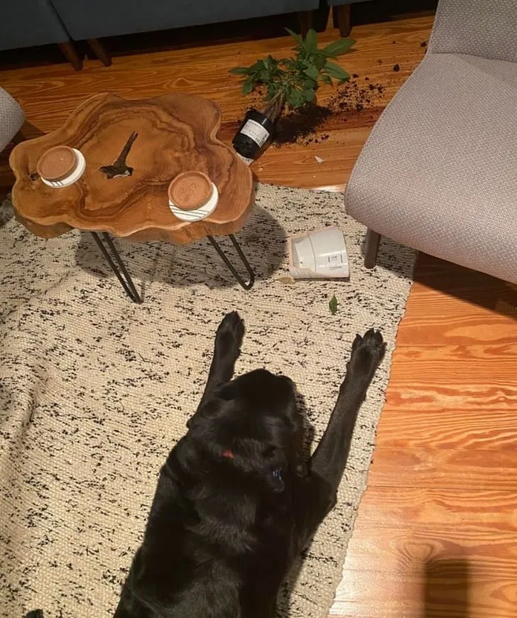 «Он бежал через всю комнату, чтобы получить угощение, и вот что случилось».