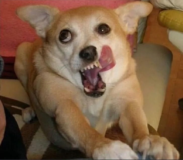 «Мой пес, когда я вынес пакетик с лакомствами».