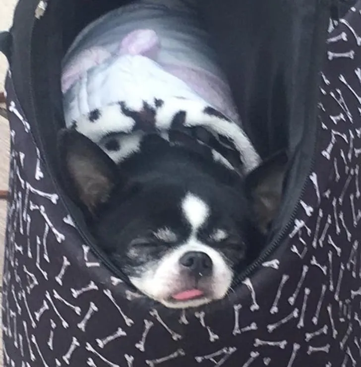 «Собака моего друга заснула, выпрашивая угощение».