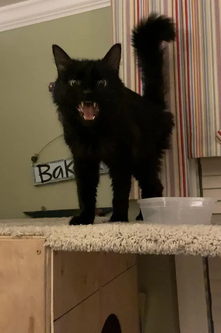 «Кот разбудил меня в полночь, потому что съел всю свою еду».