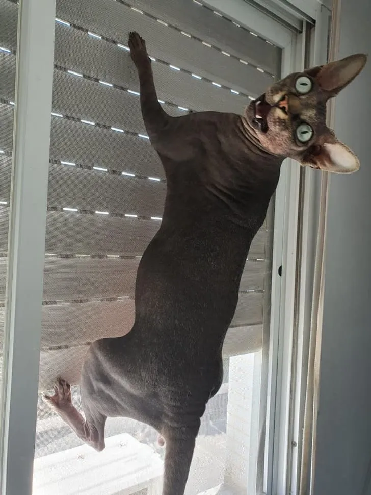 «Мой сфинкс протестует из-за того, что я не даю ему больше еды».