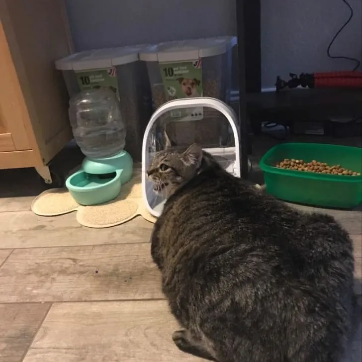 «Зооняня прислала мне это фото. У кота полная миска еды, но он все равно недоволен».