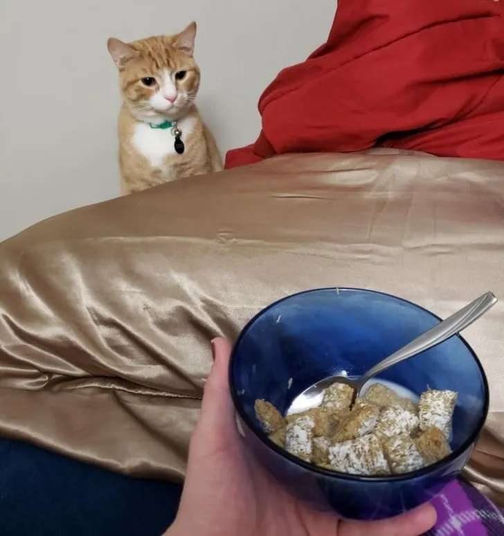 «Кот стал охотиться на мою еду».