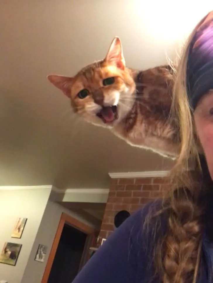 «Его уже час не кормили, он возмущен».