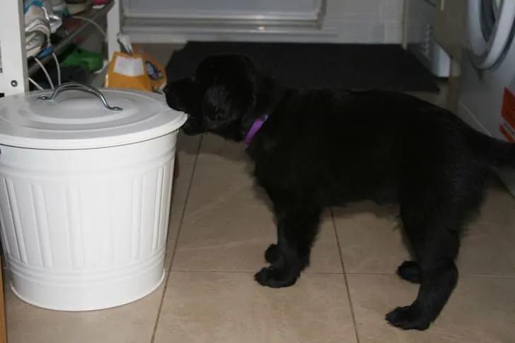 «Джексон понял, где мы прячем его корм».