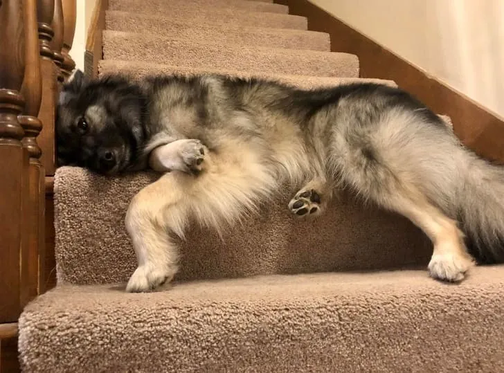 «Майлз не пропускает меня, пока я не дам ему угощение».