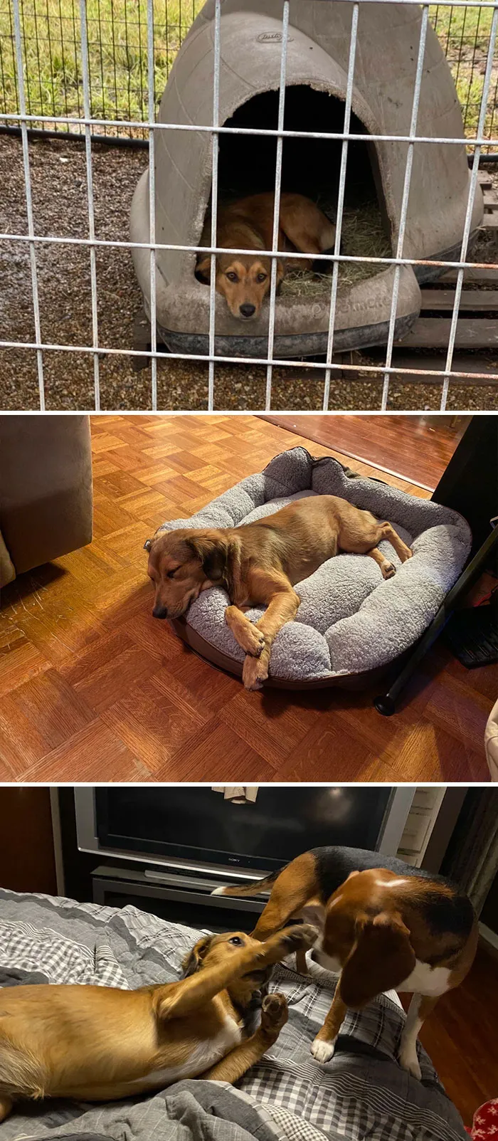 «Когда мы привезли ее домой, она боялась даже сделать шаг, но теперь все изменилось».