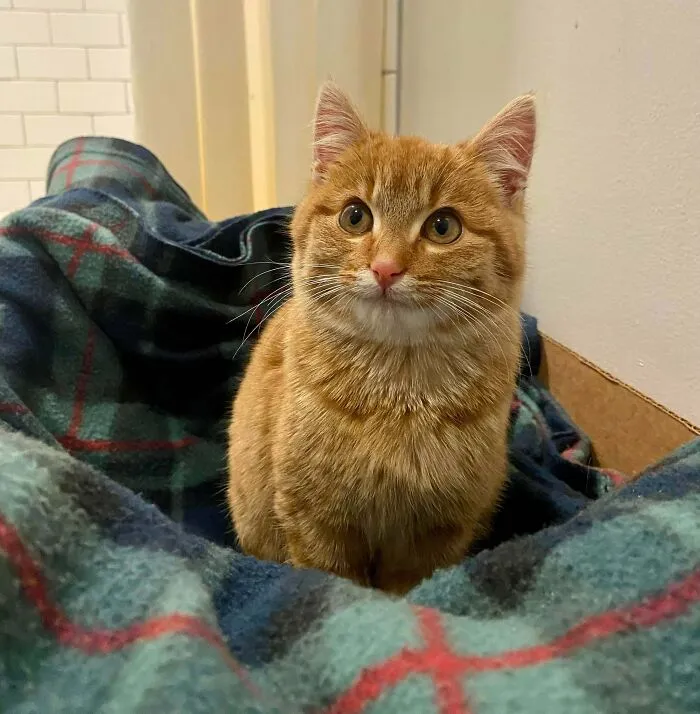 «Я принесла с улицы самого симпатичного котика на свете».