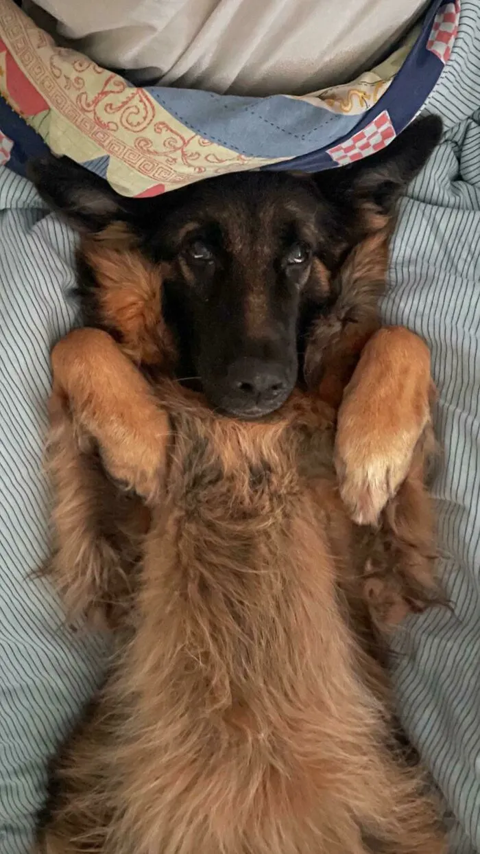 «Познакомьтесь с Джейд. Моим любимым меховым пирожочком, недавно взятым из приюта».