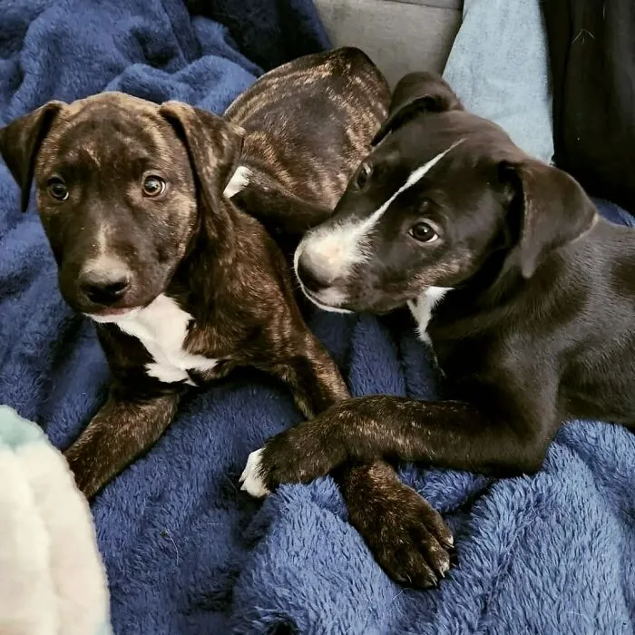 «Я собирался взять одну собаку, но не смог разлучить этих подруг».