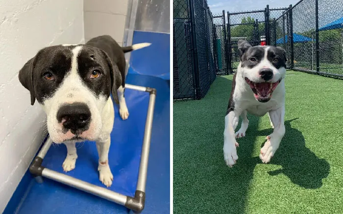 «Наш пес из приюта: до и после».