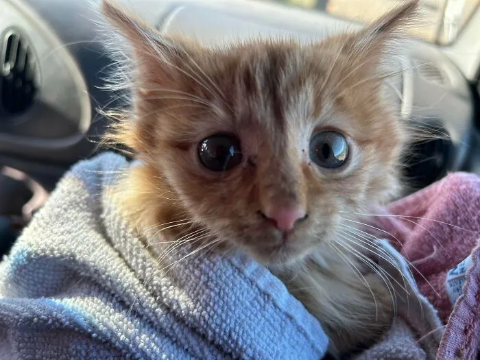 «Вчера я спасла этого кроху от холода».