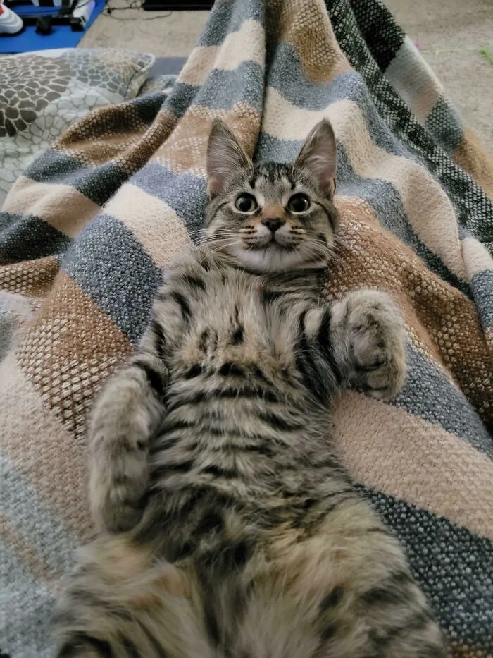 «Я знала, что кошки милые, но не думала, что настолько».