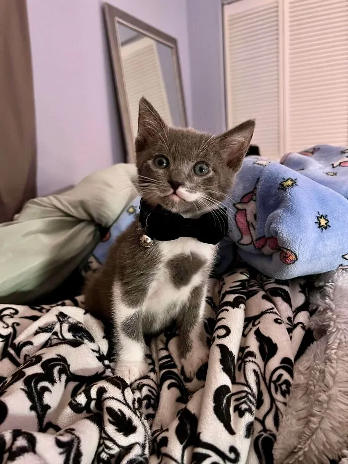 «Сэр Реми Ремингтон и его усы покорили меня. Я не смогла расстаться с ним после того, как впервые увидела в приюте».