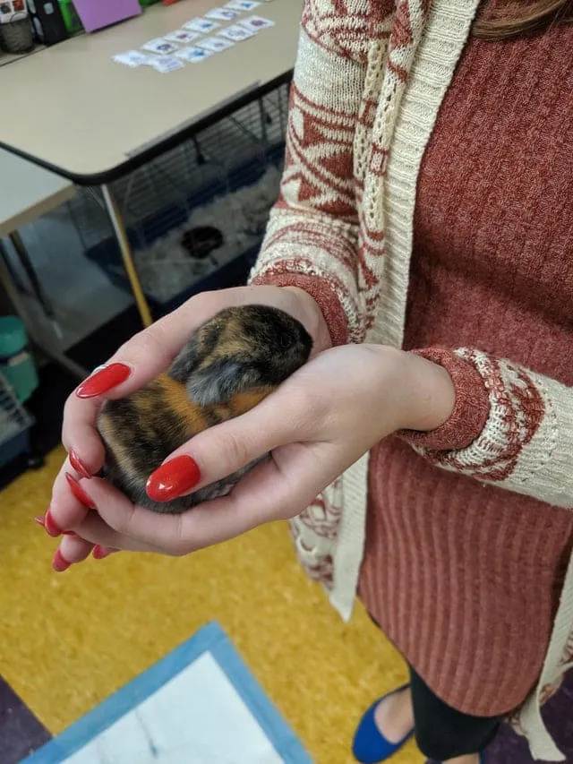 Крошечный кролик.