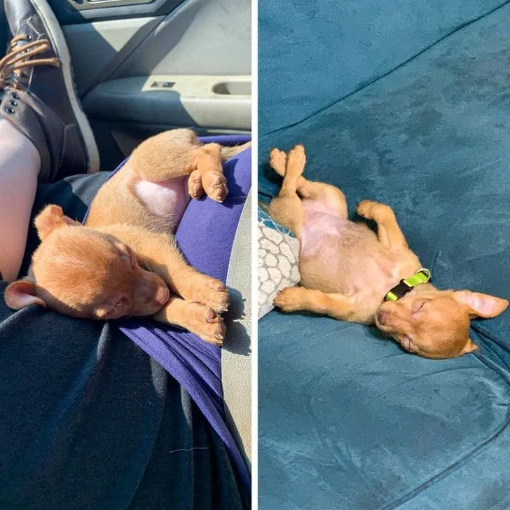 Милейший щенок.