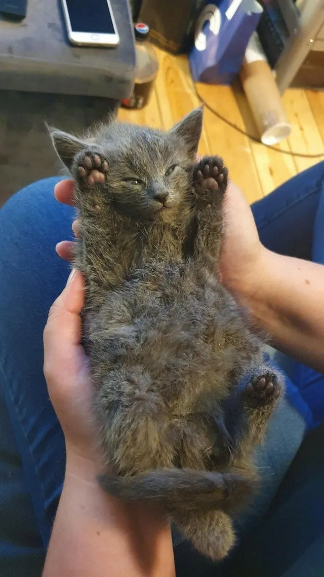 Он только кажется колючим, но на самом деле очень мягкий.