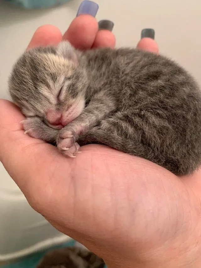 Такой маленький, а уже отрастил коготки.