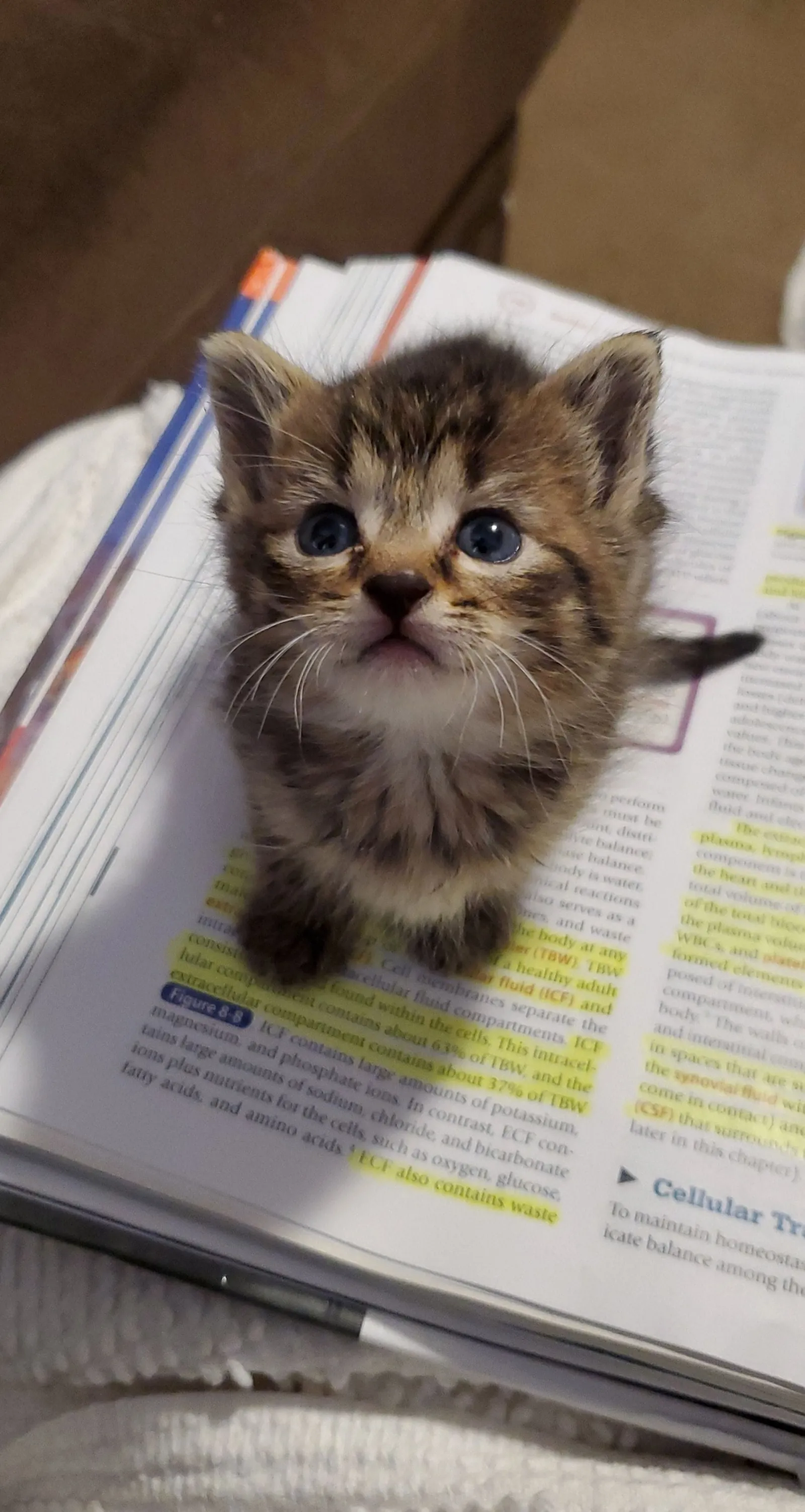 «Хватит учиться, человек».