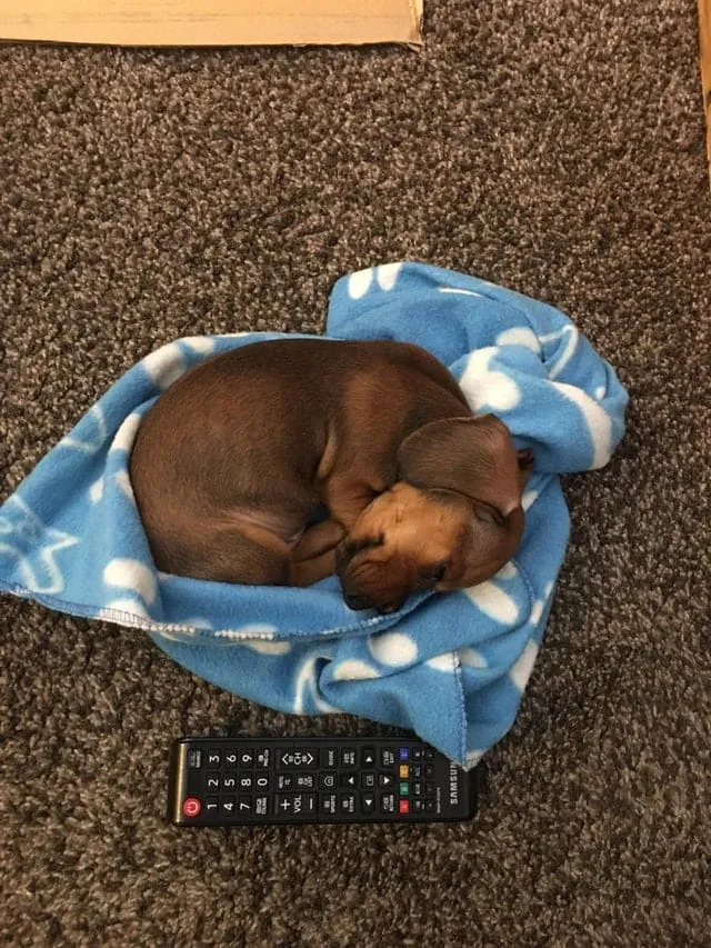 Лохматая сосиска в одеяле. 