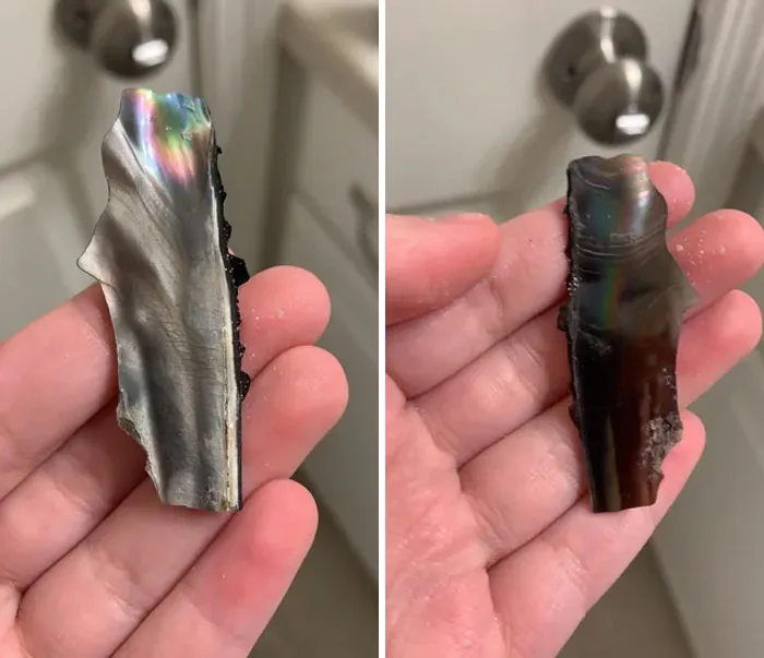 «Чайка уронила это рядом со мной после того, как я дал ей немного хлеба». Ответ: некоторые виды птиц (в основном вороны) дарят людям подарки. Вам подарили морское ушко.