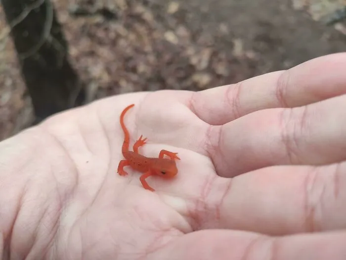 «Нашел этого парня во время прогулки по Северной Каролине. Знаете, что это за вид?» Ответ: тритон Red-spotted Newt.
