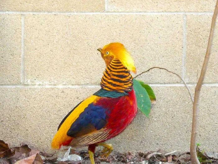 «Пожалуйста, скажите, что это за птица?» Ответ: золотой фазан.