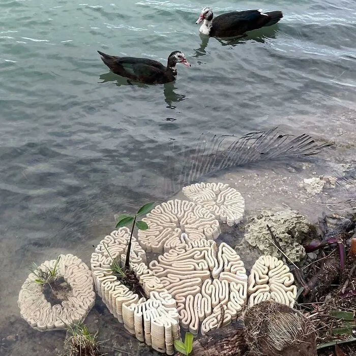 «Что это за волнистые мозгоподобные формы в воде?» Ответ: напечатанная на 3D-принтере «рифовая плитка».