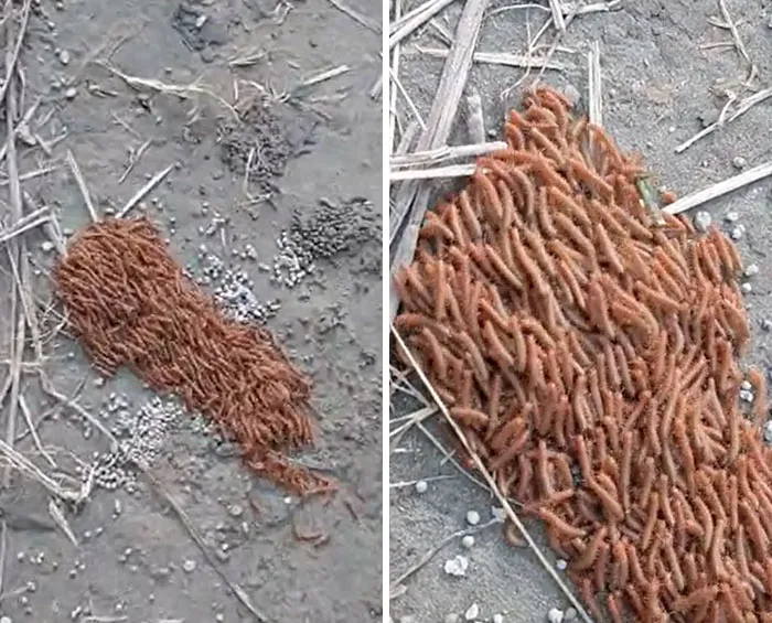 «Увидел их на берегу реки Брахмапутры в Индии. Кто это?»  Ответ: это группа многоножек, идущих вместе.