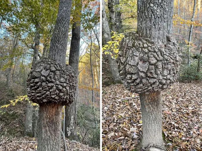 «Увидел это на дереве во время прогулки сегодня. Что это?» Ответ: это кап. Мастера по дереву платят за них большие деньги, потому что у них интересная внутренняя структура.