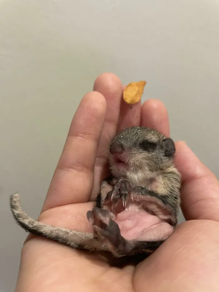 «Нашел этого малыша под деревом. Кто он?» Ответ: это детеныш южной летягой в возрасте около двух недель. Его глаза все еще развиваются, поэтому не пытайтесь их открыть. Если вы оставите его у себя, он очень привяжется к вам и будет требовать много внимания. 