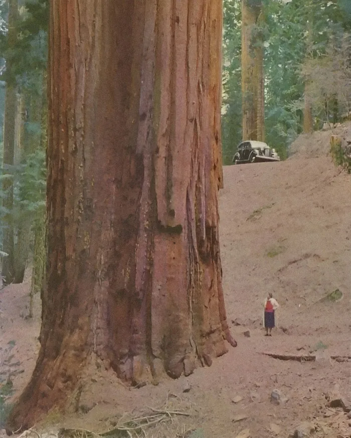 Прибрежные секвойи.