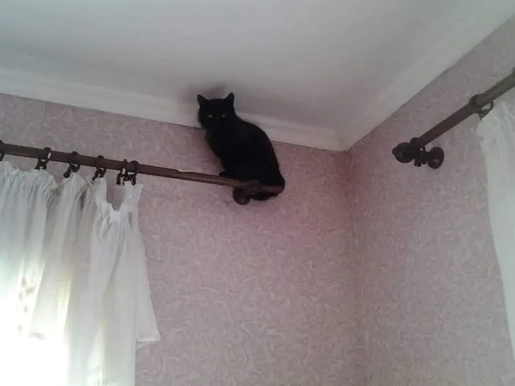 Это даже не наша кошка.