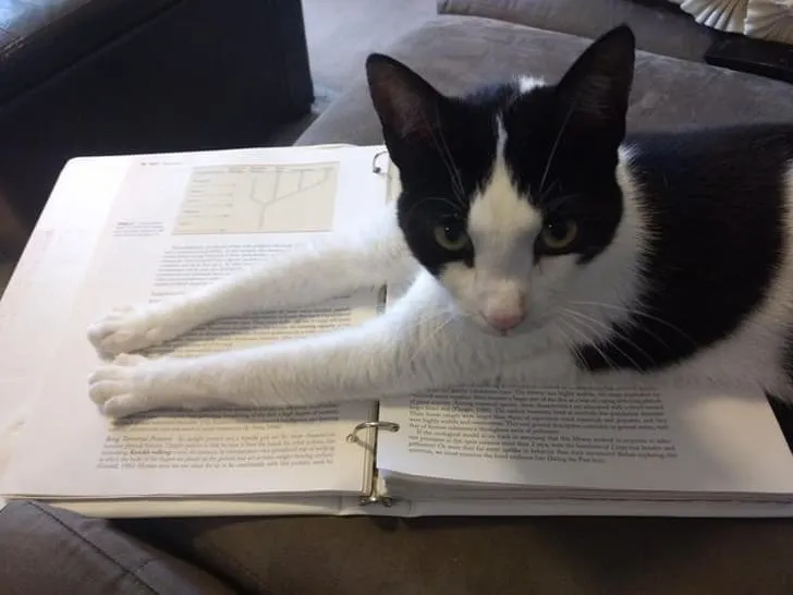 «Сегодня ты не будешь учиться».