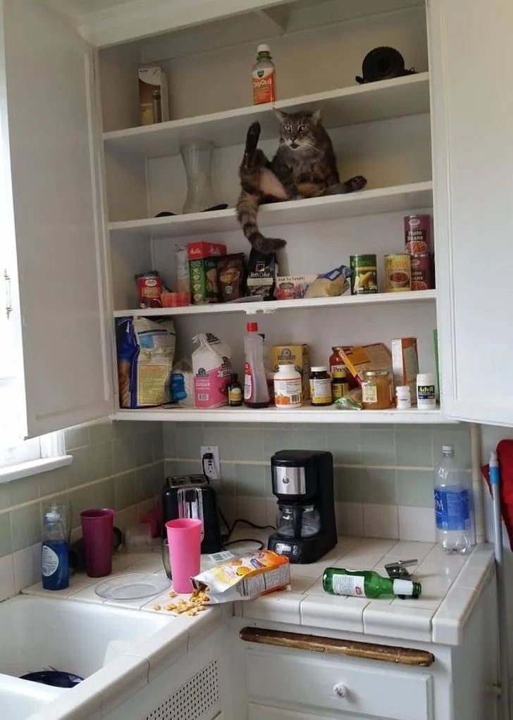 «О, ты проснулся. Принеси мне корм, будь лапочкой».