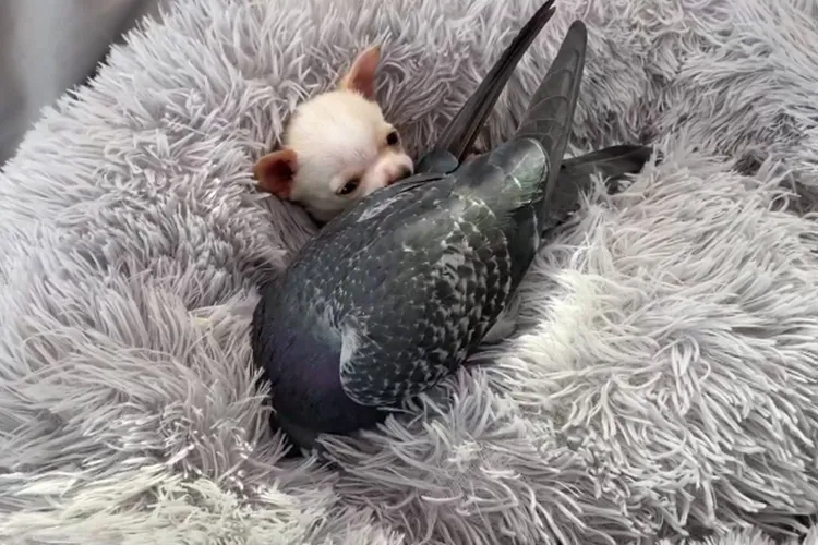 Ланди — двухмесячная чихуахуа, у которой поврежден спинной мозг. Его принял Фонд Миа в Нью-Йорке.