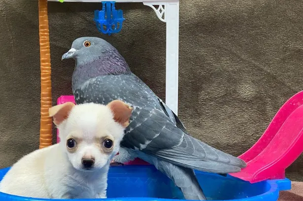 В тот день, когда он прибыл, его очень тепло встретил голубь Герман. Герман был в фонде некоторое время, потому что он нелетающая птица.