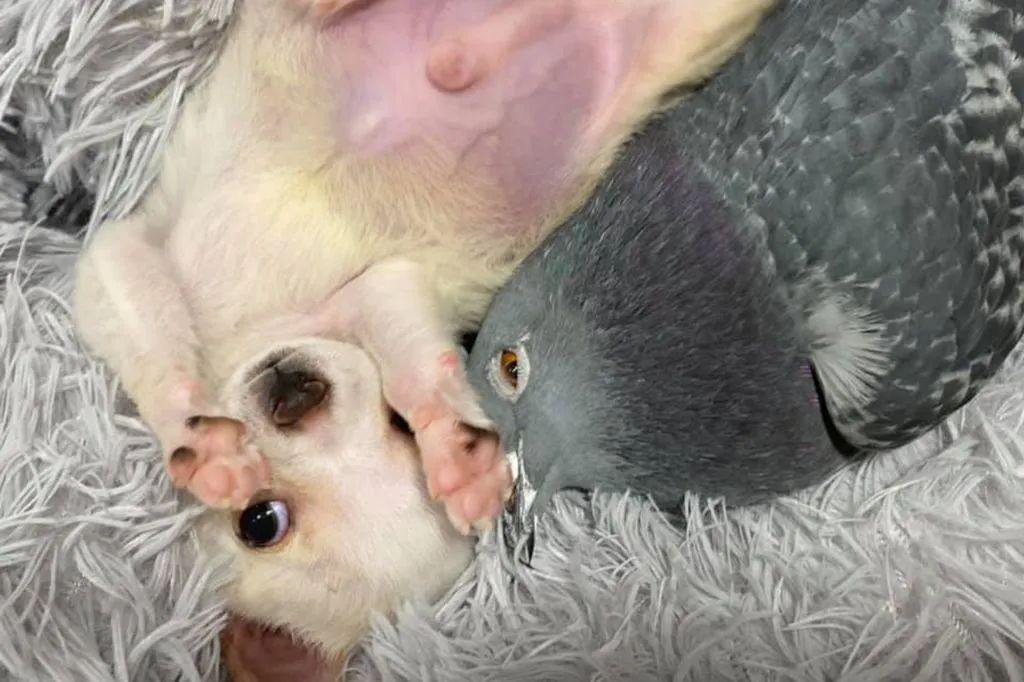 Один из сотрудников фонда усадил Германа на собачью лежанку и начал ухаживать за Ланди, а я решил осторожно положить Ланди в такую ​​же собачью лежанку рядом с ним. Они сразу же начали очень мило общаться».