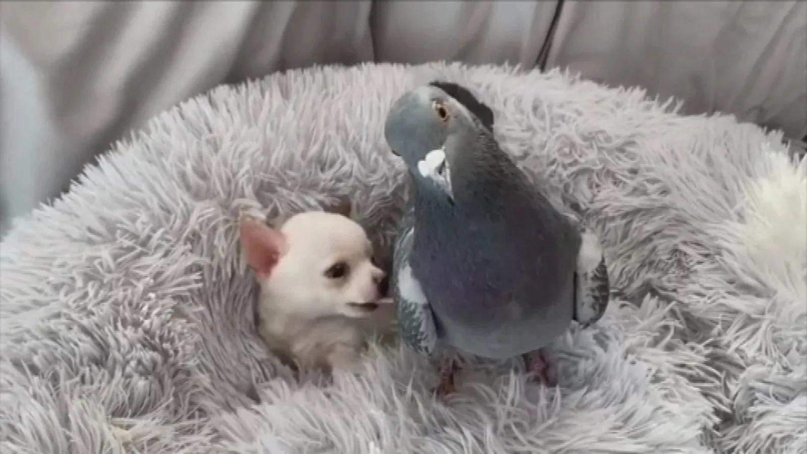 Сью начала задаваться вопросом, был ли Герман на самом деле голубкой, потому что у нее было много материнских инстинктов. Как бы то ни было, они лучшие друзья и не любят разлуки.