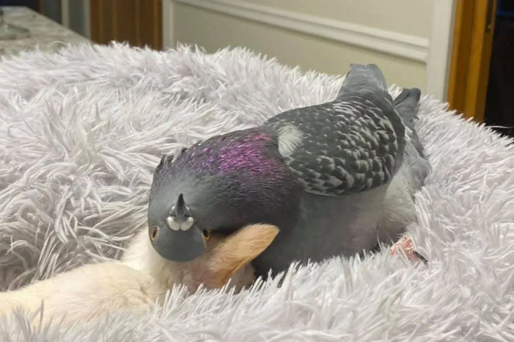 Герман был спасен из автосалона после того, как некоторые сотрудники поняли, что он простоял на асфальте 3 дня и не улетит. Эксперты заявили, что он не поддается лечению, и были готовы его усыпить. Сью вмешалась и спасла ему жизнь.