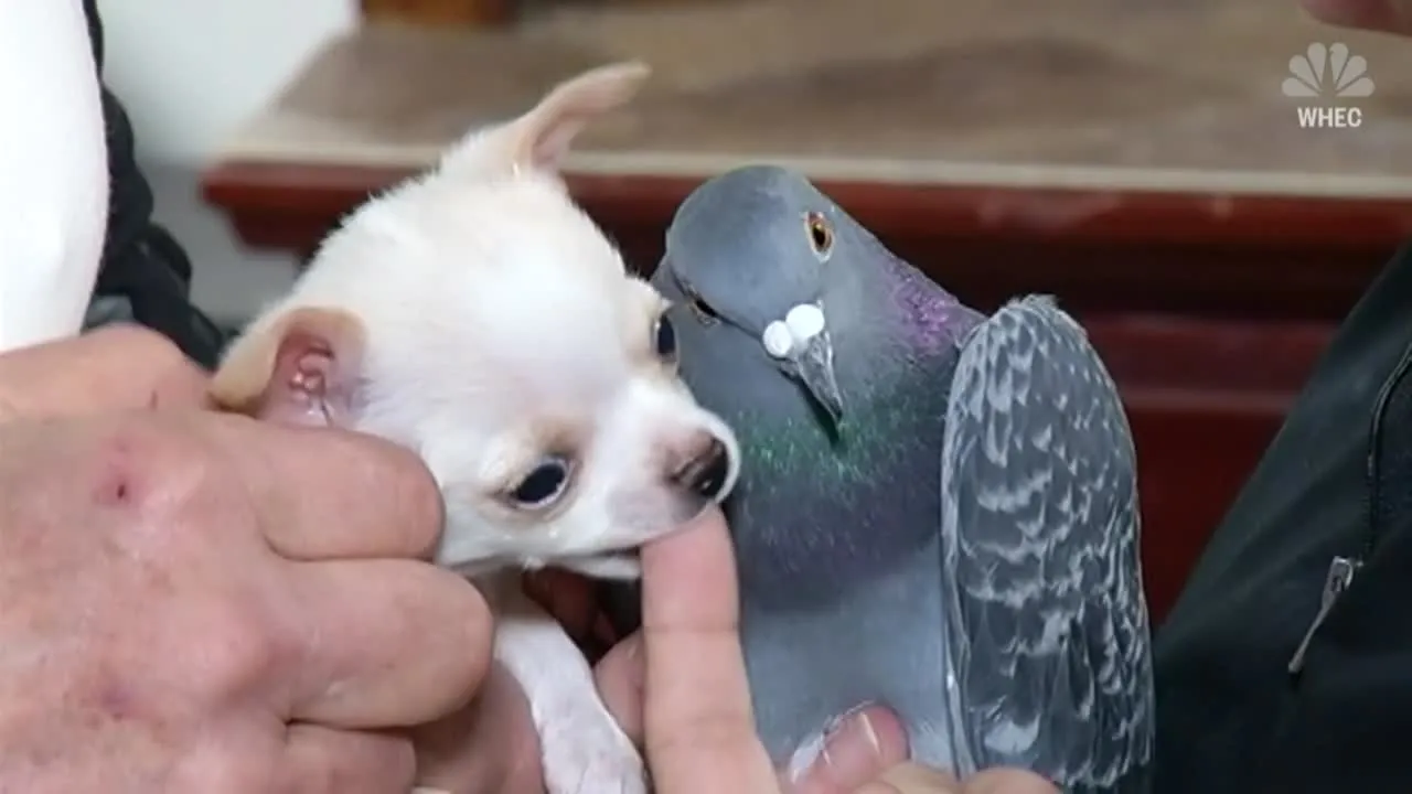 У Германа была отдельная комната, пока не появился Ланди. Герман был взволнован тем, что делил свое пространство, где бы они ни были соседями по комнате с тех пор.