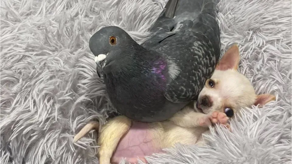 Ланди родился с «синдромом пловца», который мешает двигаться его задним ногам. Эти двое чувствуют себя как дома вместе под защитой и заботой Сью и Фонда Мии.