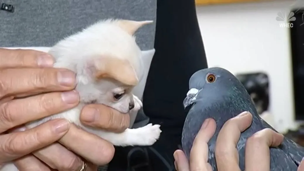 Интернет сразу же влюбился в эту маловероятную пару, и никого это не удивило. Эти двое очаровательны.