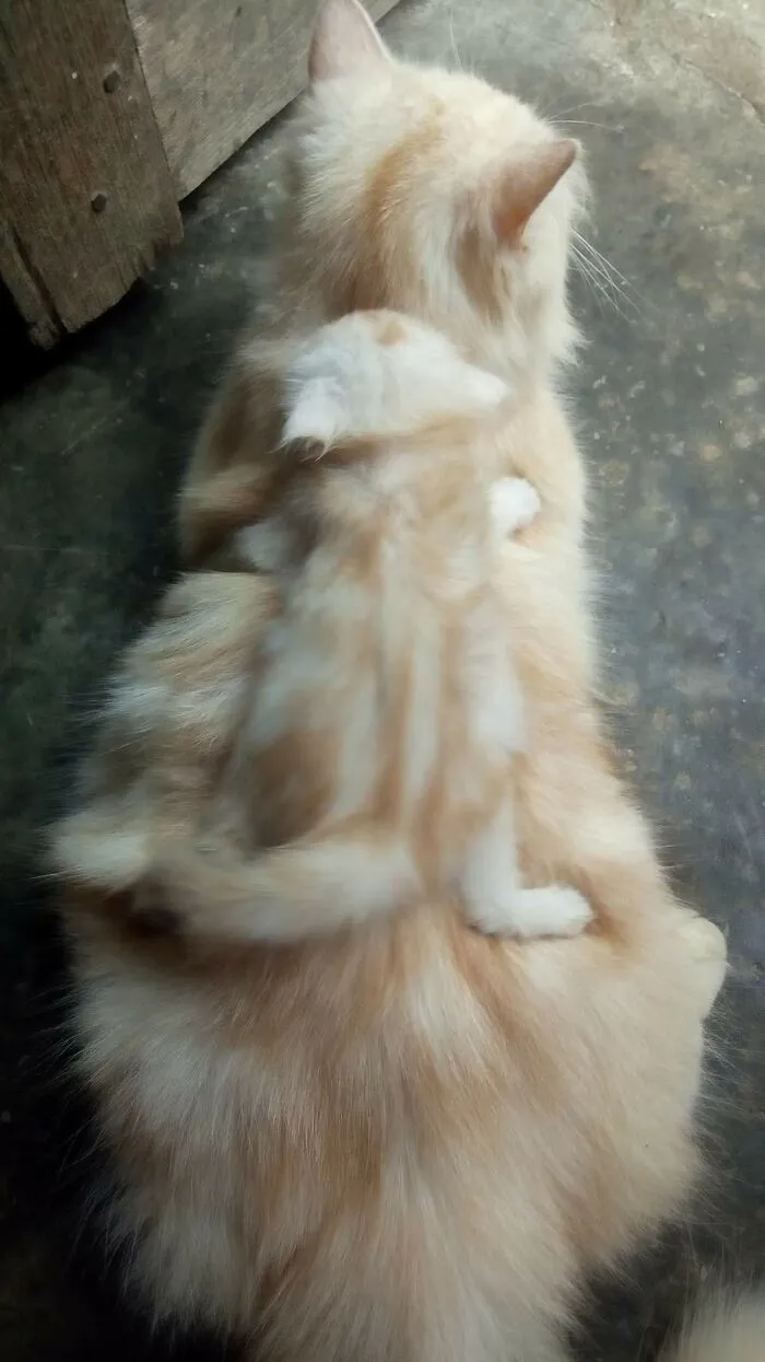 Мастер маскировки.